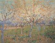 Vincent Van Gogh Orchard with Blossoming Apricot Trees (nn04)_ oil painting on canvas